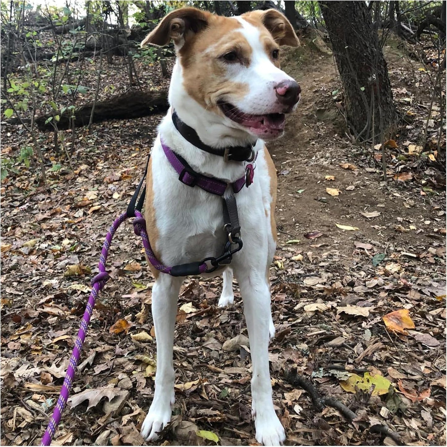 Heavy Duty Rope Dog Leash, 3/4/5/6/7/8/10/12/15 FT Nylon Pet Training Leash, Soft Padded Handle Thick Lead Leashes for Large Medium Dogs (1/2" 6', Purple)